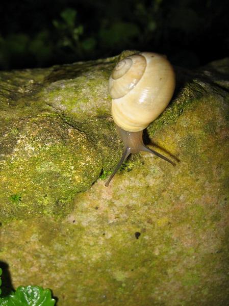 escargot