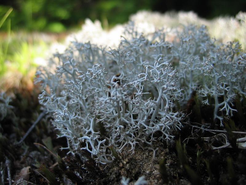 lichen2