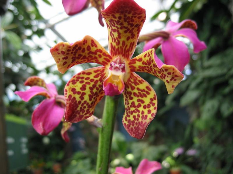 orchidee10