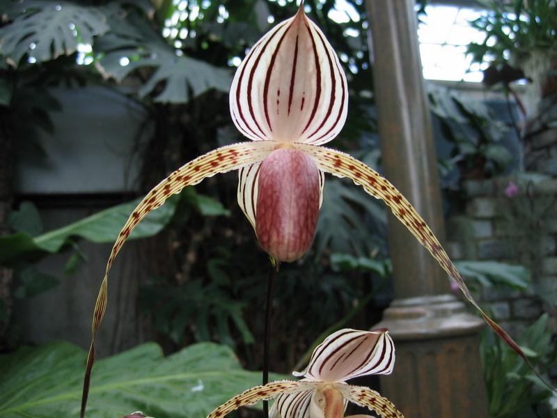 orchidee11