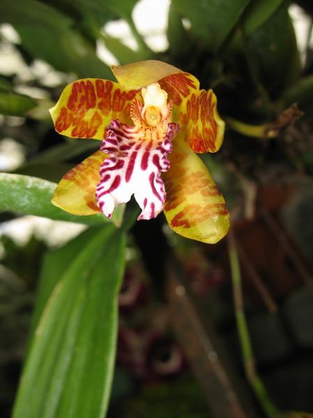 orchidee4