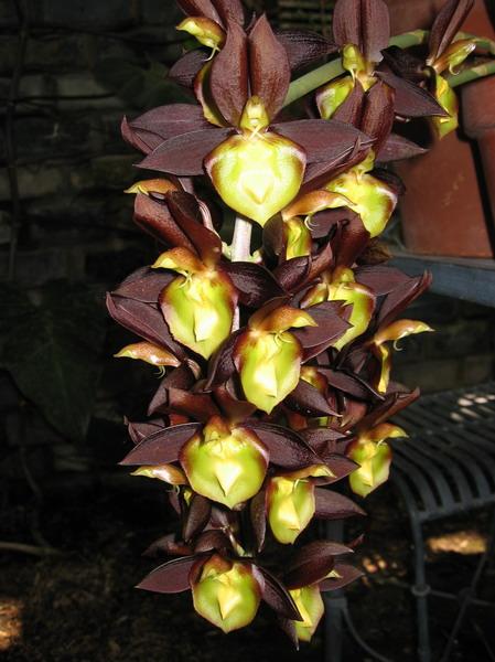 orchidee6