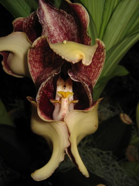 orchidee8