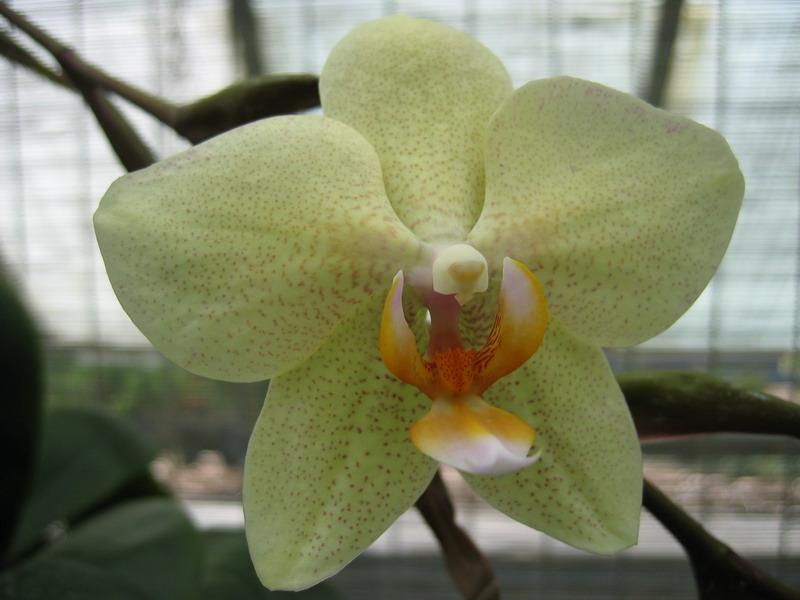 orchidee9