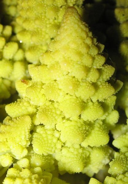 romanesco