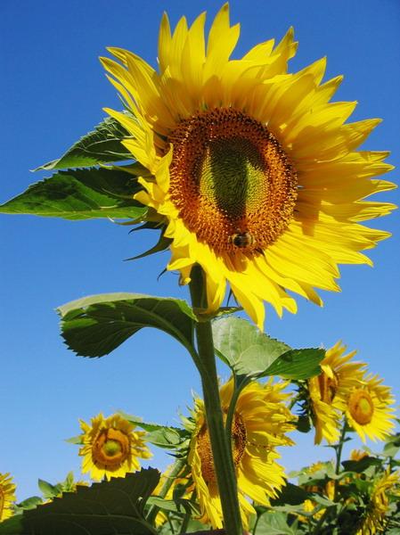 tournesol