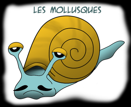 mollusques